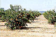 Huerto de naranjos